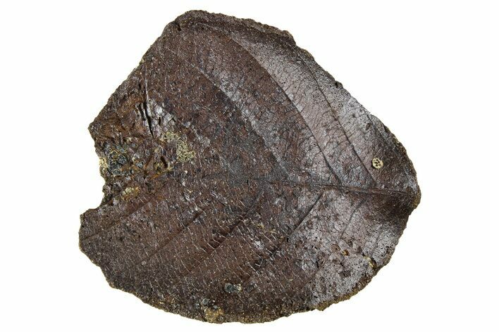 Fossil Leaf Nodule - Hell Creek Formation #253101